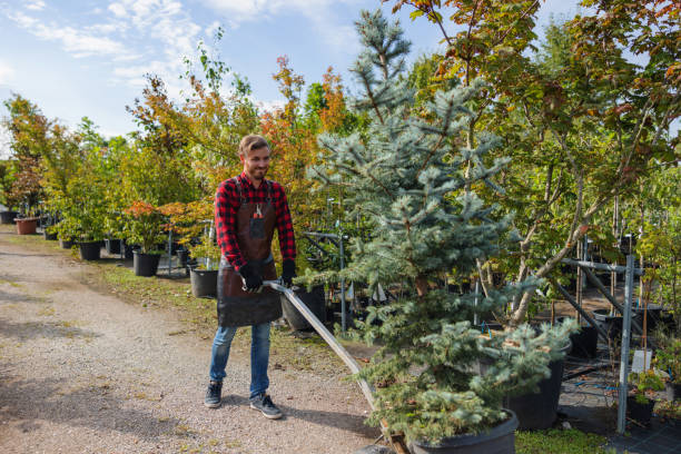 Best Tree Cabling and Bracing  in USA